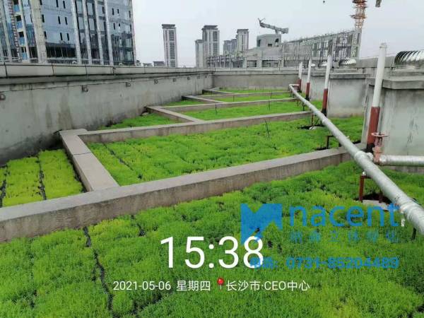 長沙CEO中(zhōng)心屋頂綠化