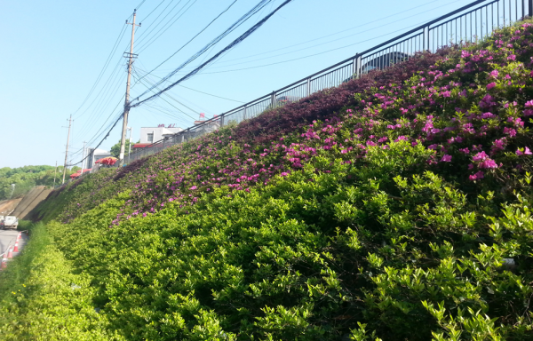 長沙植物(wù)牆圓滿完工(gōng)